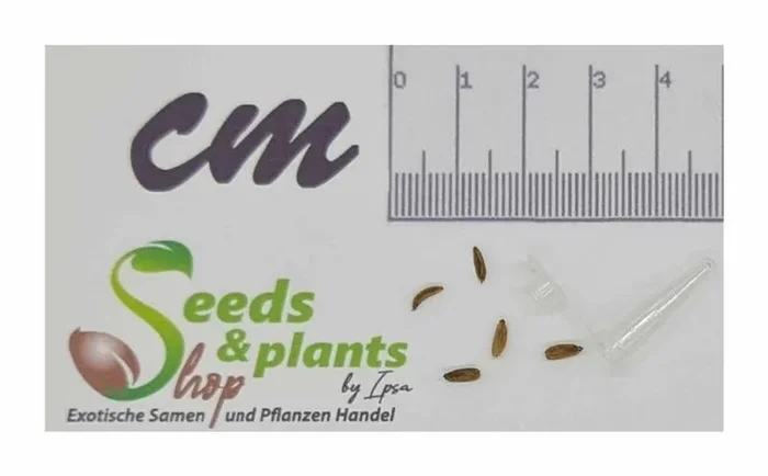 5x Aciphylla horrida Lomondii Mehrjährige Garten Pflanzen – Samen B61