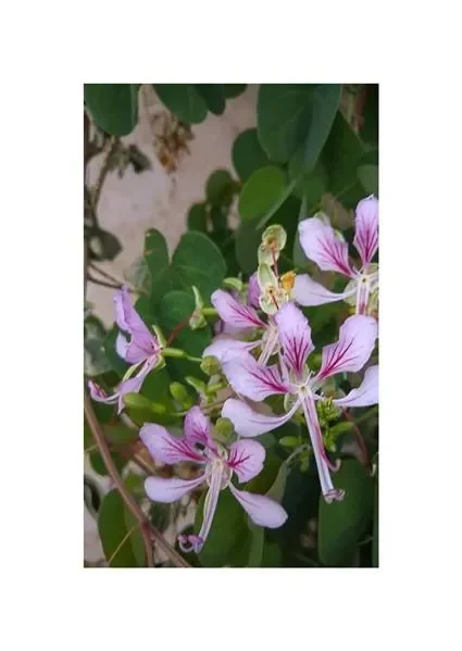 5x Bauhinia yunnanensis Kletterbauhinie Garten Pflanzen – Samen ID1126