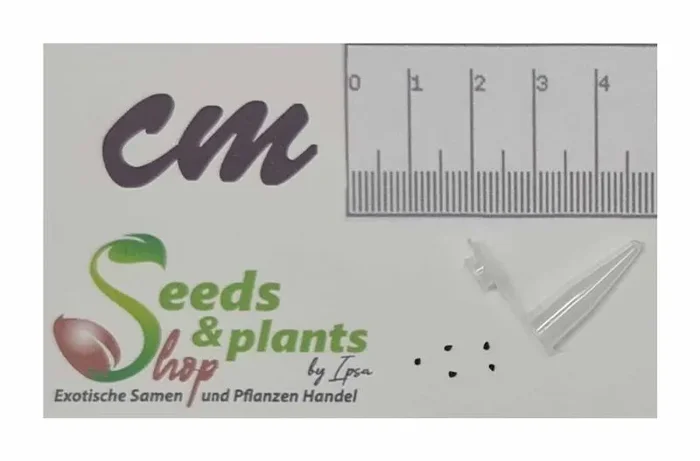 5x Dicrocaulon ramulosum Schwantesia ramulosa Garten Pflanzen – Samen B1198