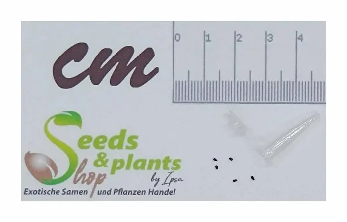 5x Dionaea muscipula Red Road Oxford Venusfliegenfalle Samen B1262