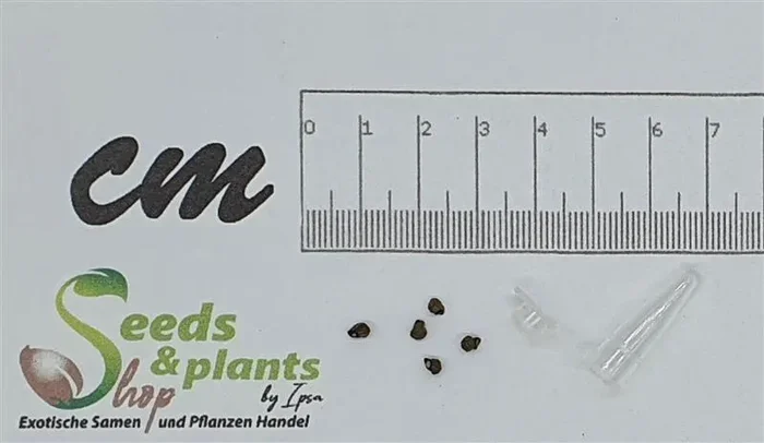5x Echinocactus horizonthalonius Kaktus Garten Pflanzen – Samen B2064