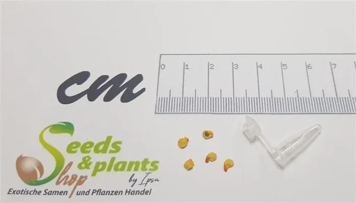 5x Fatalii BIO Chili Garten Gemüse Pflanzen – Samen PW183