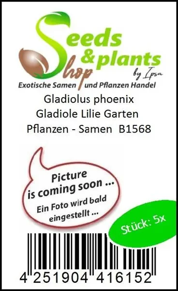 5x Gladiolus phoenix Gladiole Lilie Garten Pflanzen – Samen B1568