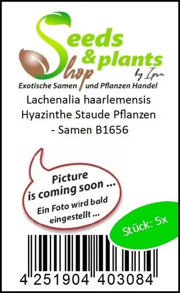 5x Lachenalia haarlemensis Hyazinthe Staude Pflanzen – Samen B1656