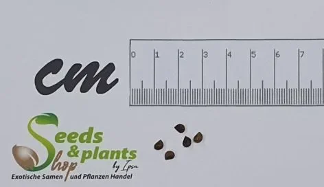 5x Leea macrophylla Strauch Garten Pflanzen – Samen B2149