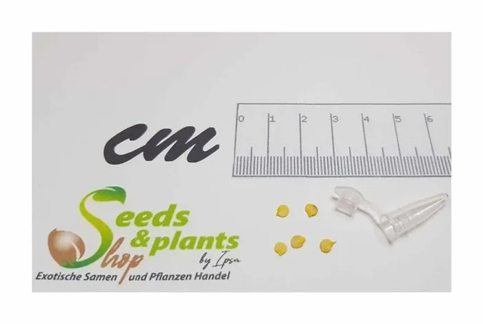 5x Monkeyface Chili Gemüse Garten Pflanzen – Samen PW197