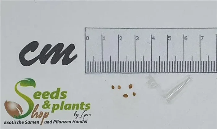 5x Morus alba Maulbeere Frucht Baum Garten Pflanzen – Samen B1799
