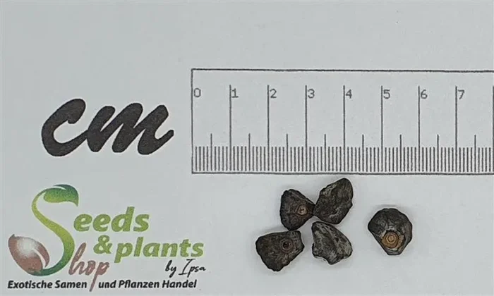 5x Musa sikkimensis Darjeeling Banane Obst Pflanzen – Samen B1805