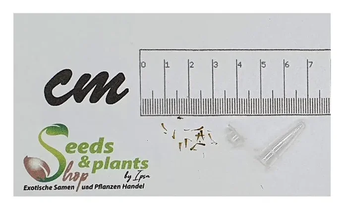 5x Othonna carnosa Sukkulente Zimmer Garten Pflanzen – Samen B4