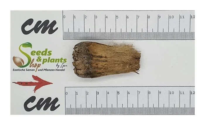 5x Pandanus dubius Poroporo Schraubenbaum Garten Pflanzen – Samen ID646
