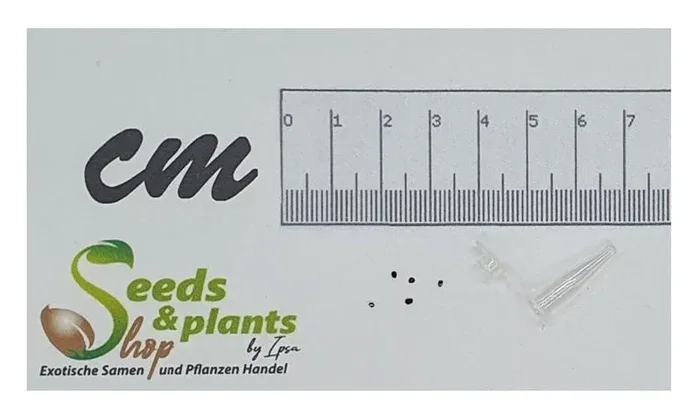 5x Pelecyphora valdeziana Kaktus Garten Pflanzen – Samen B74