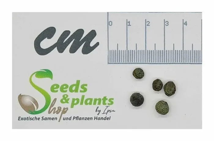 5x Pistacia chinensis Garten Pflanzen – Samen A209