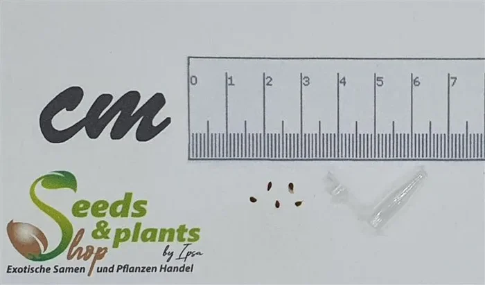5x Puya raimondii Königin der Anden Garten Pflanzen – Samen B151
