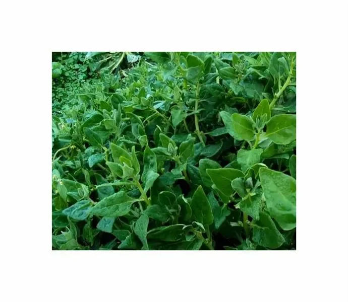 6 g Spinat Neuseeländer Garten Pflanzen – Samen F-S55