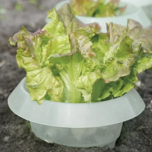 6 Stk. Schneckenkragen langlebiges PP Transparent