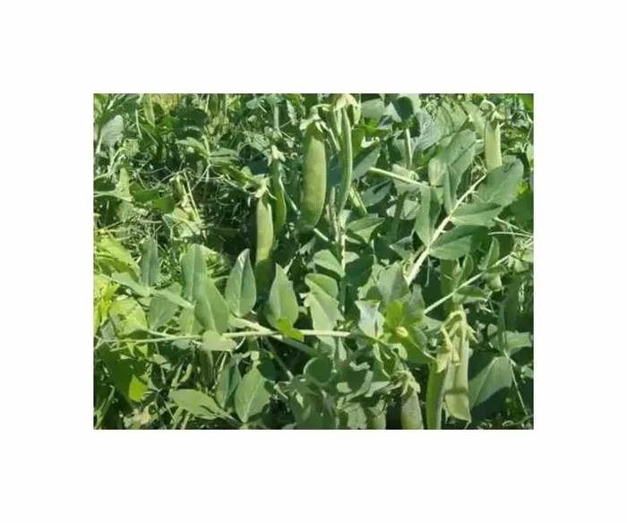 60 g Schalerbsen Allerfrüheste Mai Garten Pflanzen – Samen F-S96
