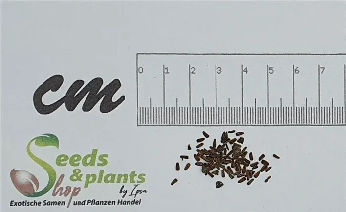 60x Eclipta prostrata Gänseblümchen Garten Pflanzen – Samen ID97