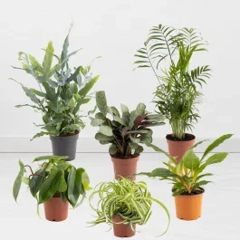 6er Pflanzen-Einsteiger-Set | 30-50 cm | ø 12 cm | Bergpalme, Goldtüpfelfarn, Philodendron, Grünlilien, Ctenanthe