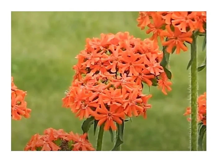 6x Brennende Liebe Lychnis Pechnelken Topf Garten – Pflanzen K-P297