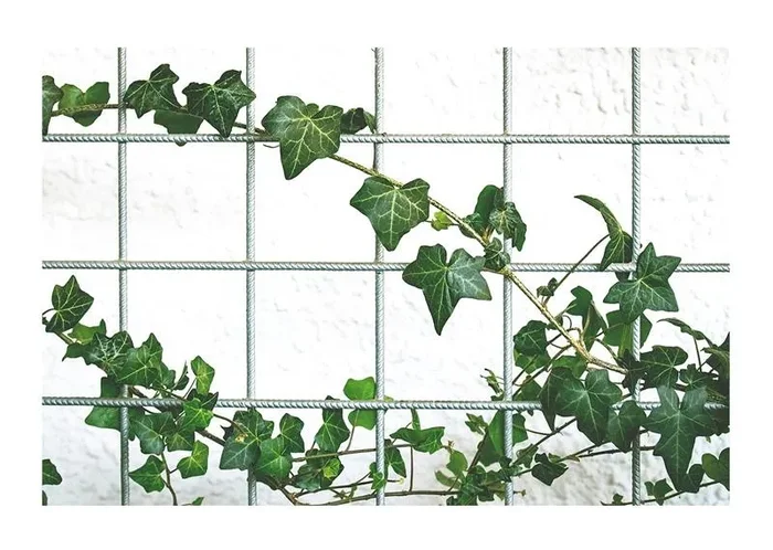 6x Efeu Hibernica Hedera Hibernica Topf Garten Kletter – Pflanzen K-P288