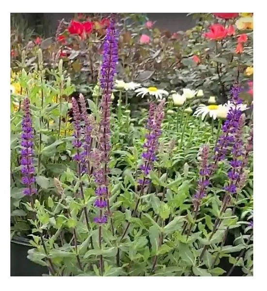 6x Steppen Salbei Caradonna Salvia nemorosa Topf Garten – Pflanzen K-P170