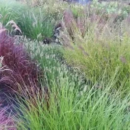 7 Pflanzen (Gräser für den Herbstzauber) Mix