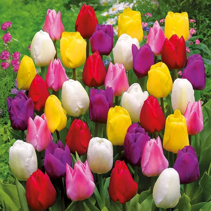 75 Tulpenzwiebeln Bestellnummer 5508934