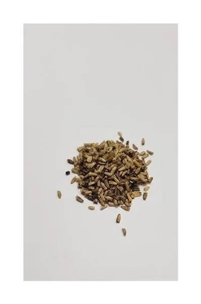 750x Endivie Breitblatt Vollherz Winter Cichorium endivia Pflanzen – Samen K541