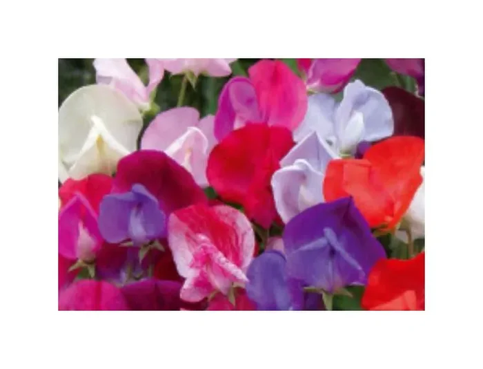 7x Duftwicke Old Sweet Scent Mix Gomphrena Garten Pflanzen – Samen KS46