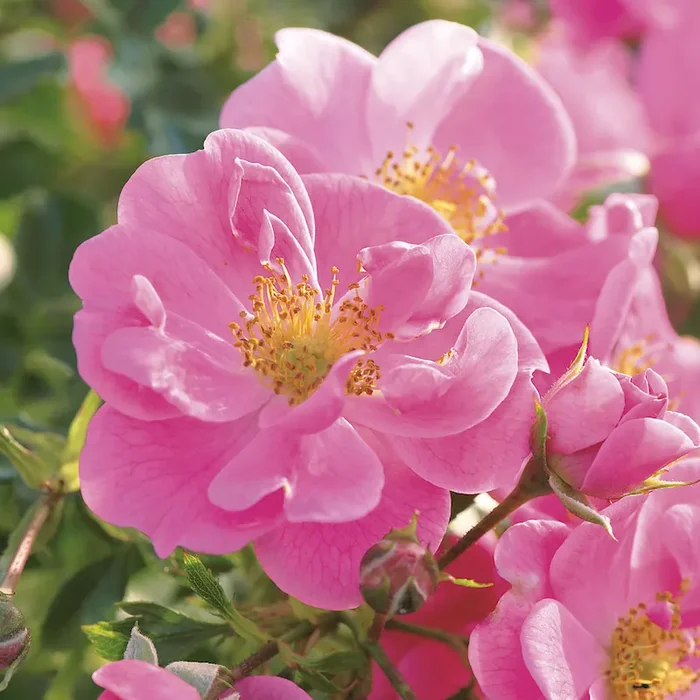 ‚Bienenweide®‘, rosa Rosa Hybrid – Bestellnummer 2216550