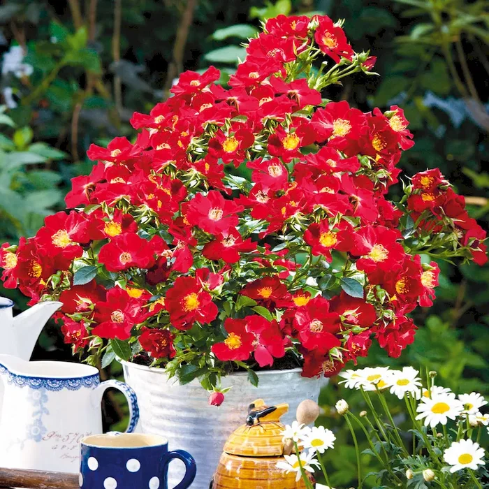 ‚Bienenweide®‘, rot Rosa Hybrid – Bestellnummer 2216505