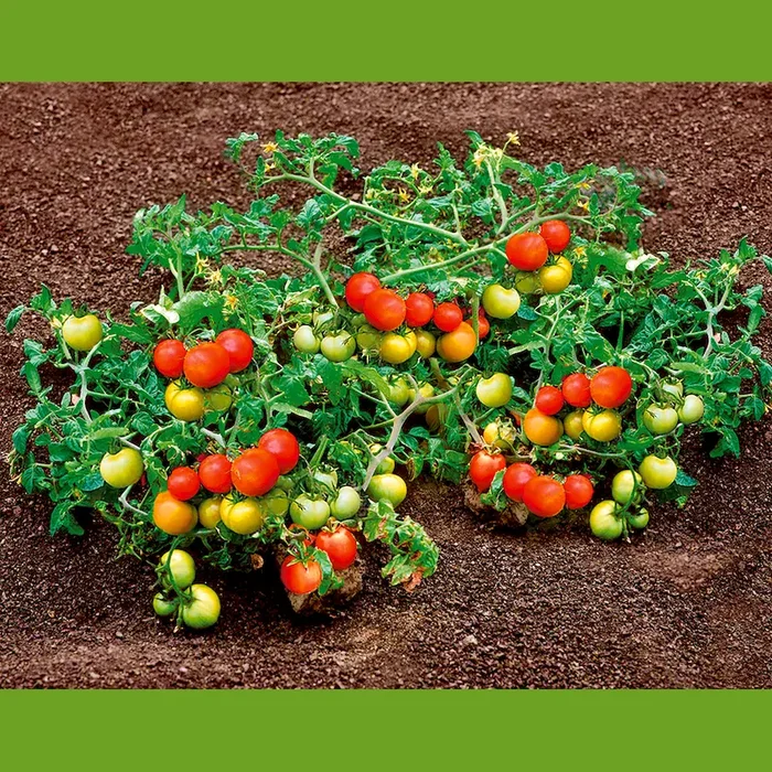 ‚BoToma‘ Bodendeckertomate Bestellnummer 6659225