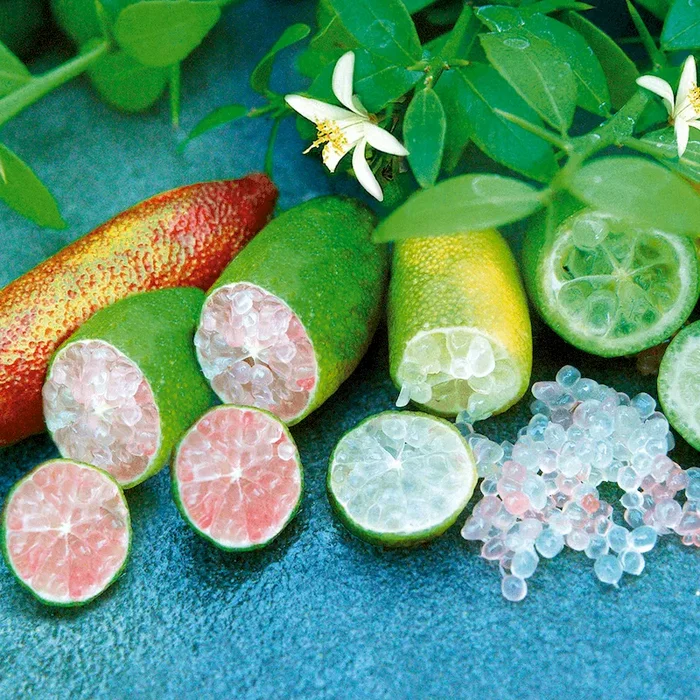 ‚CaviLime©‘ – Bunte Caviar-Limette Microcitrus australasica – Bestellnummer 4435150