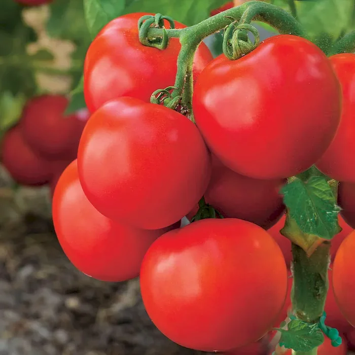 ‚GartenMeister‘ F1 – Freiland-Tomate Bestellnummer 6686507
