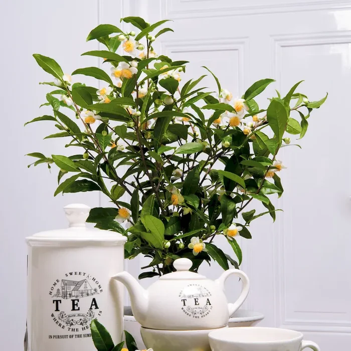 ‚Green Flower Tea‘ – Echte China-Grünteepflanze Camellia sinensis – Bestellnummer 6636385
