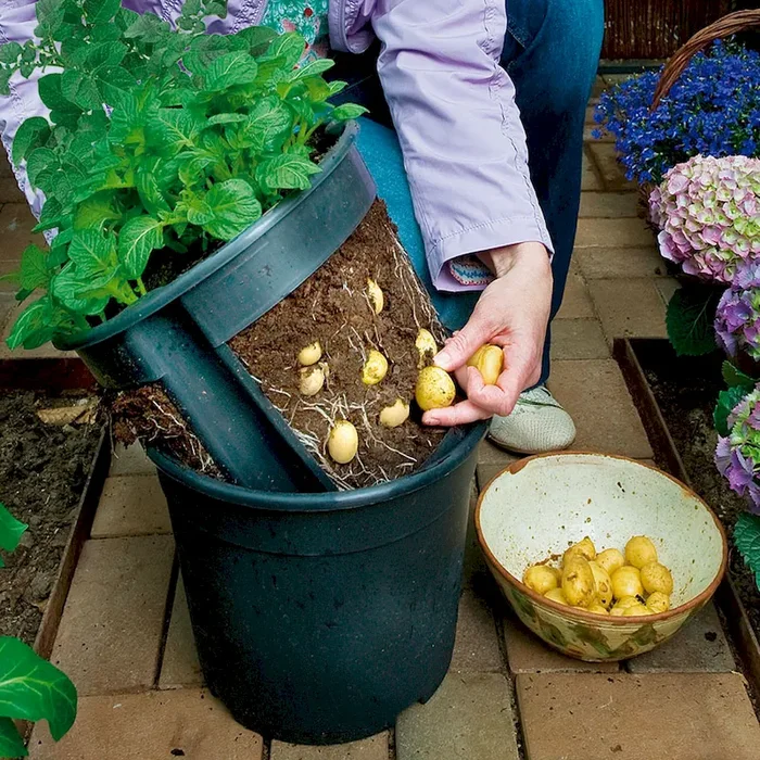 ‚PotatoPot®‘ – Für die Kartoffelernte im Topf Bestellnummer 7708750