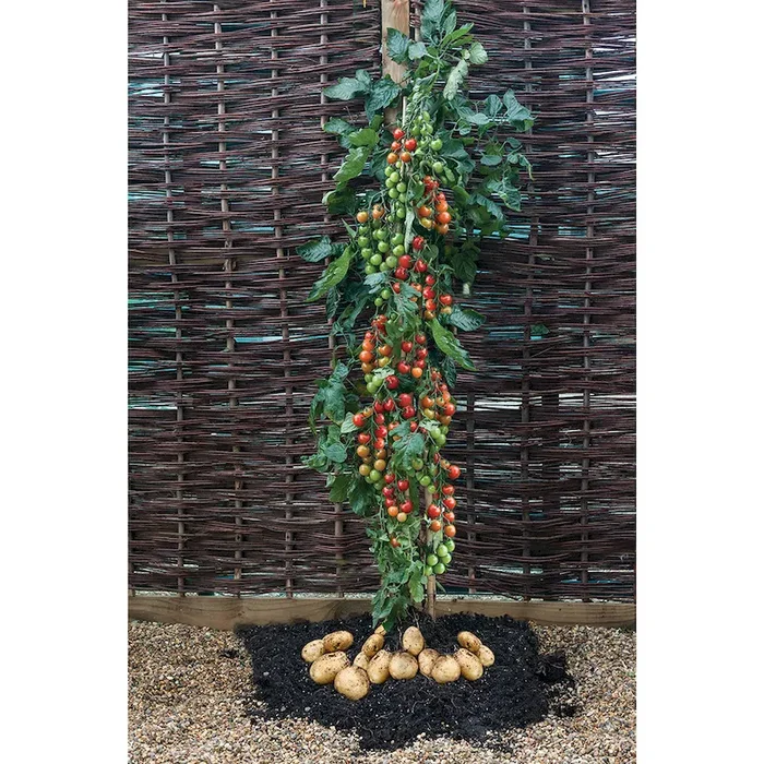 ‚TomTato®‘ – Die erste Tomatoffel der Welt. Bestellnummer 6684778