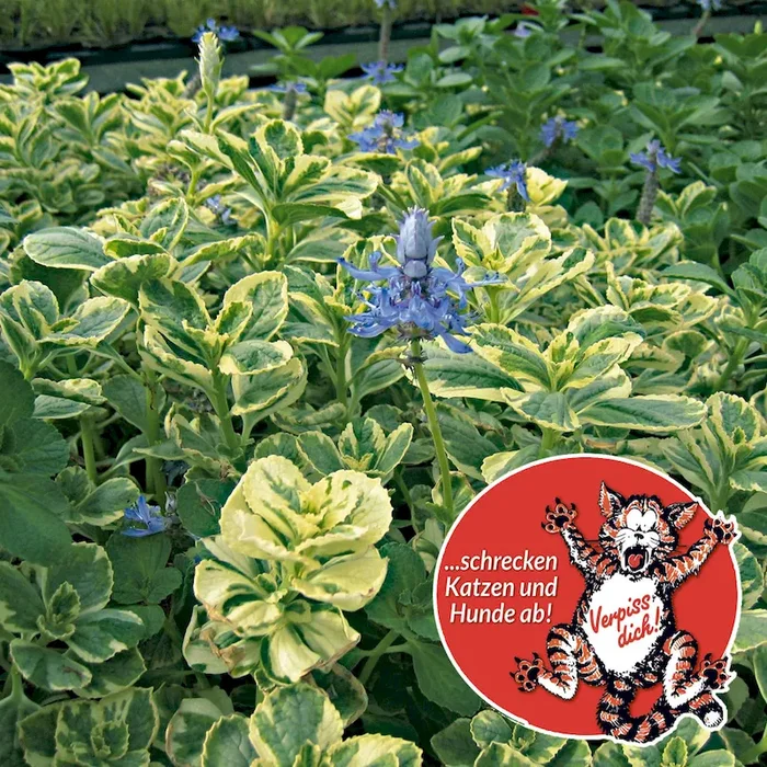 ‚Verpiss-Dich®-Pflanze‘, buntes Laub Coleus-Canina-Hybride – Bestellnummer 1114537