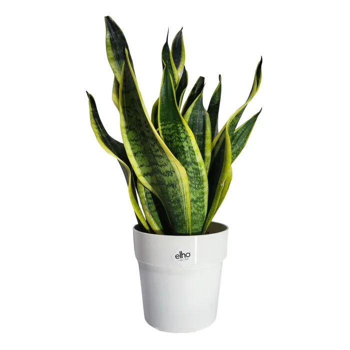 „Mother-in-Law“ Snake Plant in White B for Original Round 14cm (0.3m)