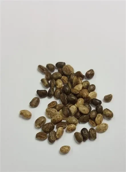 90x Lupine 1Jährig Mix Lupinus hartwegii Saatgut Garten Pflanzen – Samen K225