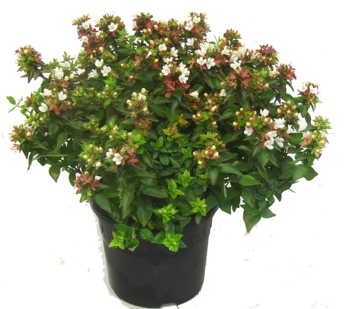Abelia grandiflora ‚Little Ladie`‘ Abelie im 19 cm Topf – große Pflanze