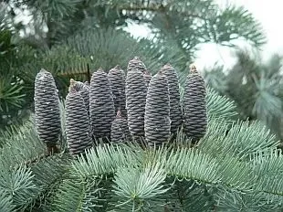 Abies concolor glauca