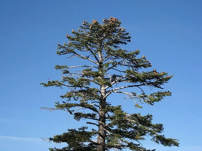 Abies magnifica