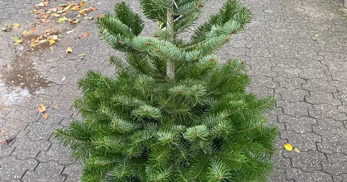 Abies nordmanniana Kirstineberg