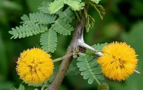 Acacia farnesiana