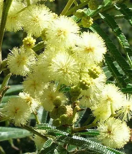 Acacia mearnsii