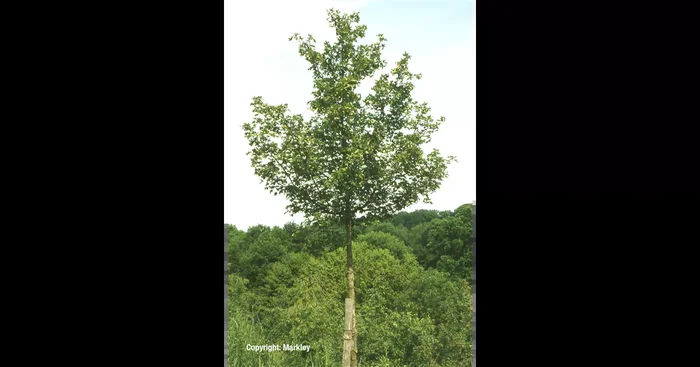 Acer campestre ‚Elsrijk‘