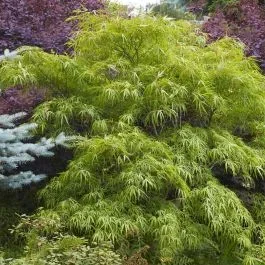 Acer Emerald Lace