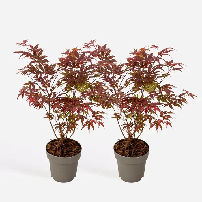 Acer palmatum ‚Atropurpureum‘ – 2 pieces – Japanese maple