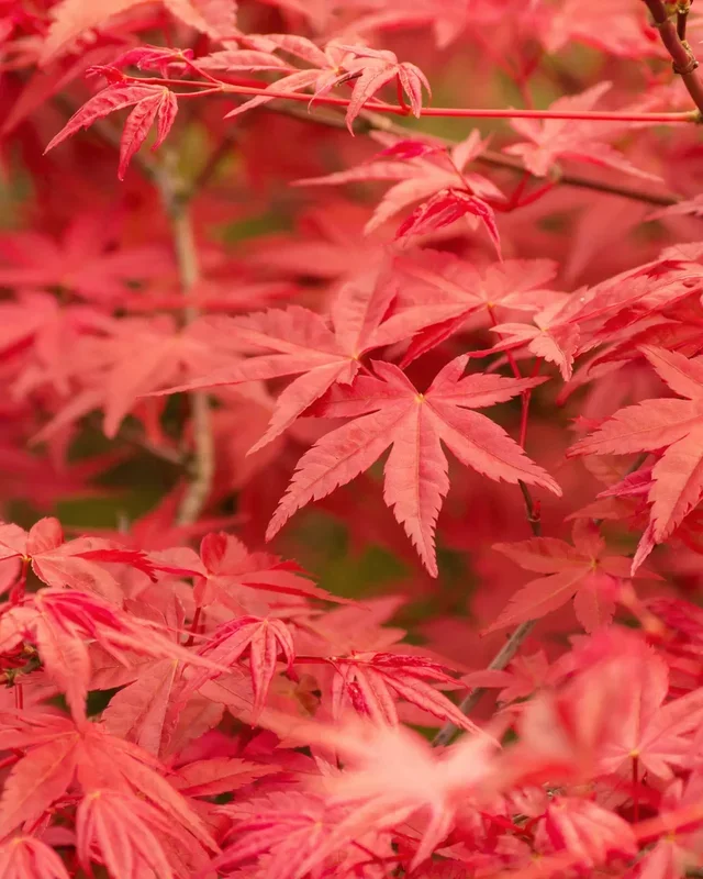 Acer palmatum ‚Atropurpureum‘ – Roter Fächerahorn